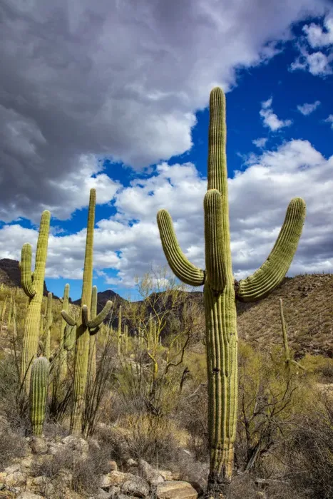 Framed Print : Saguaro Cactus in the Santa Catalina Mountains in Coronado National Forest in Tucson Framed Print : Saguaro Cactus in the Santa Catalina Mountains in Coronado National Forest in Tucson