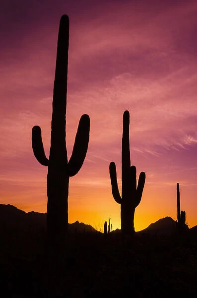 Saguaro cactus at sunrise under Gates Pass, Tucson Mountain Park, Arizona