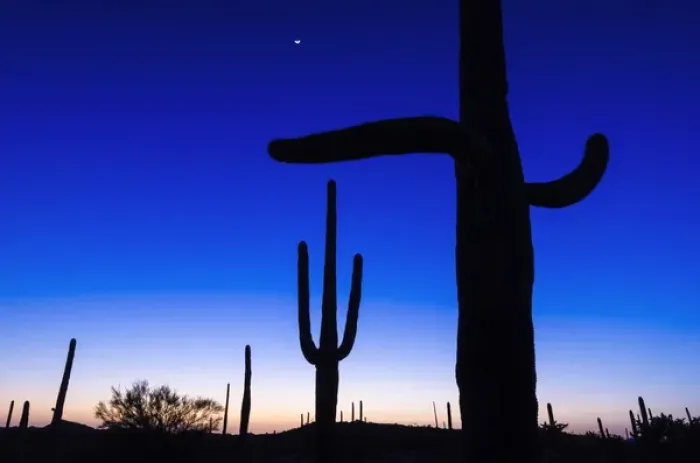 Framed Print : Saguaro cactus at sunset, Organ Pipe Cactus National Monument, Arizona USA