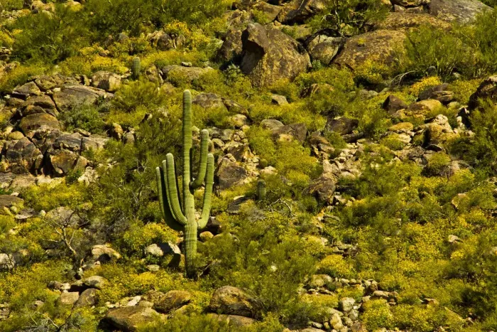 Framed Print : Saguaro, desert landscape, Tender Hills Park, Arizona, USA