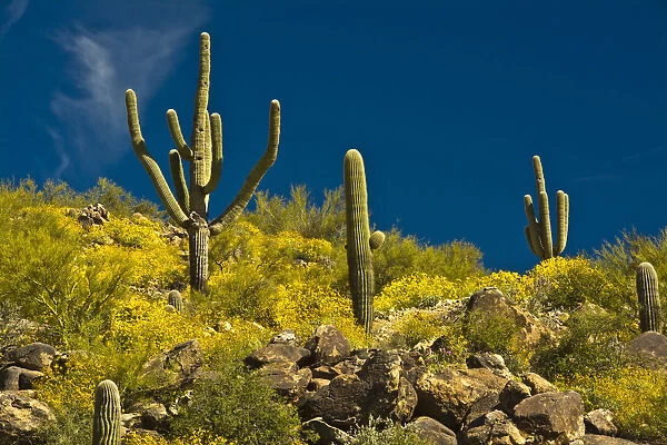 Saguaro, desert landscape, Tender Hills Park, Arizona, USA