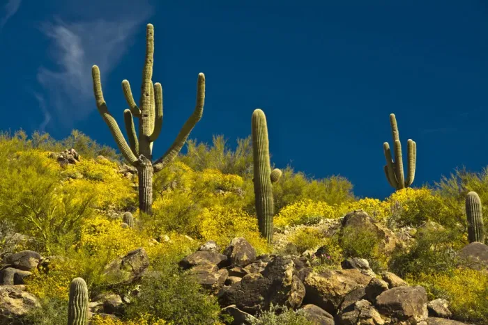 Framed Print : Saguaro, desert landscape, Tender Hills Park, Arizona, USA Framed Print : Saguaro, desert landscape, Tender Hills Park, Arizona, USA