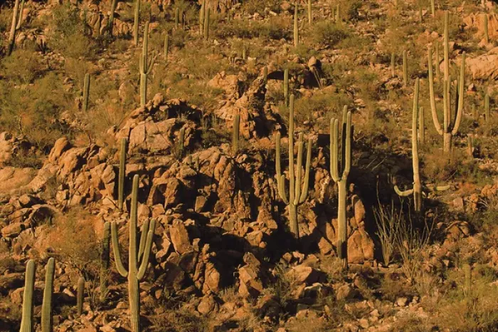 Framed Print : Saguaro National Park, Arizona, Saguaro Cactus, Sonoran Desert, Carnegiea gigantea Framed Print : Saguaro National Park, Arizona, Saguaro Cactus, Sonoran Desert, Carnegiea gigantea