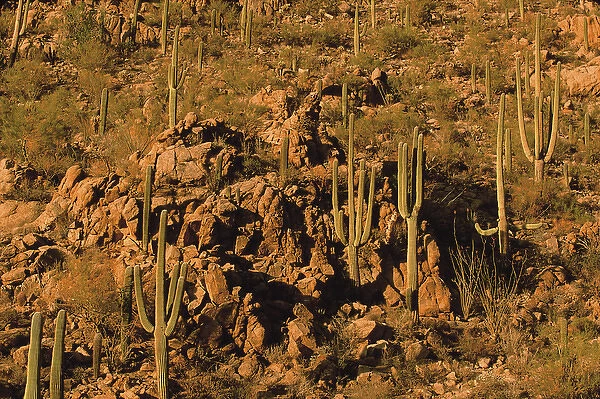 Saguaro National Park, Arizona, Saguaro Cactus, Sonoran Desert, Carnegiea gigantea
