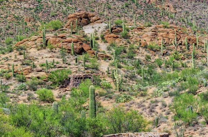 Framed Print : Saguaro National Park near Tucson, Arizona Framed Print : Saguaro National Park near Tucson, Arizona