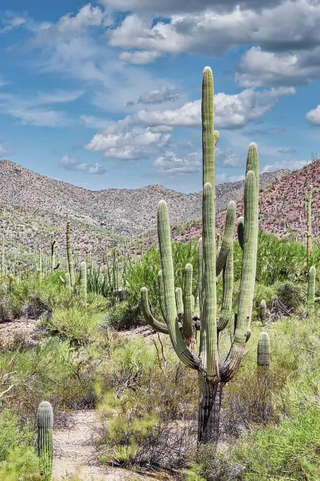 Framed Print : Saguaro National Park near Tucson, Arizona Framed Print : Saguaro National Park near Tucson, Arizona