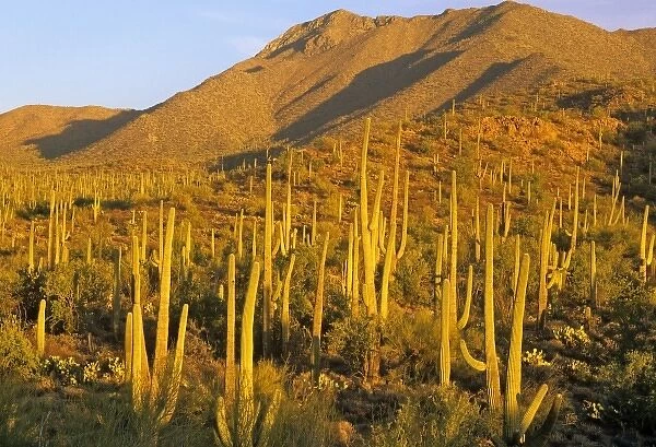 Saguaro National Park near Tucson, Arizona, USA