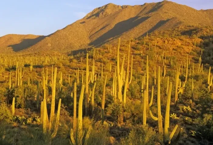 Framed Print : Saguaro National Park near Tucson, Arizona, USA