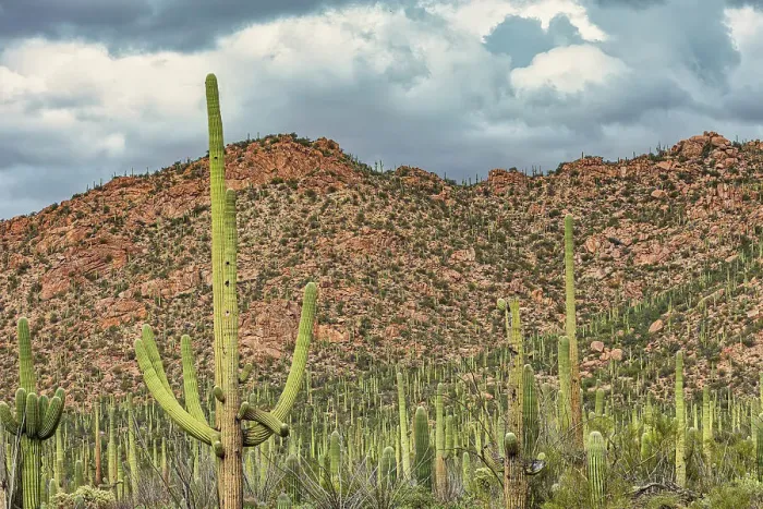 Framed Print : Saguaro National Park around Tucson, Arizona Framed Print : Saguaro National Park around Tucson, Arizona