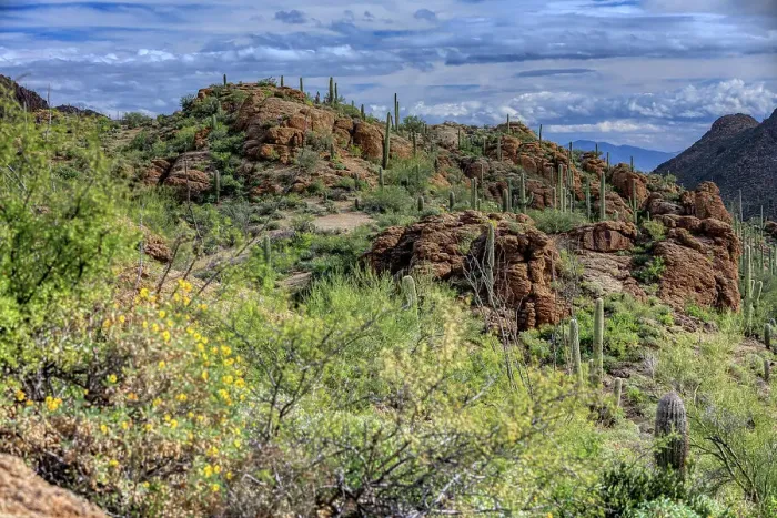 Framed Print : Saguaro National Park around Tucson, Arizona Framed Print : Saguaro National Park around Tucson, Arizona