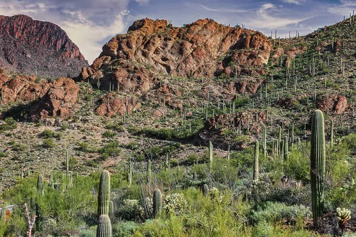 Framed Print : Saguaro National Park around Tucson, Arizona Framed Print : Saguaro National Park around Tucson, Arizona