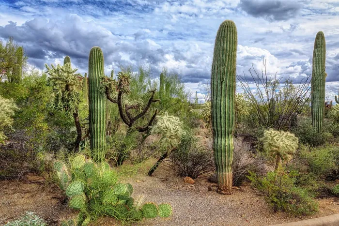 Framed Print : Saguaro National Park around Tucson, Arizona Framed Print : Saguaro National Park around Tucson, Arizona