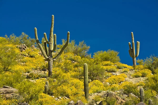 Saguaro, Tenderfoot Hills Park, Arizona, USA