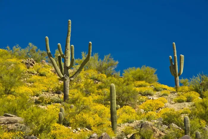 Framed Print : Saguaro, Tenderfoot Hills Park, Arizona, USA