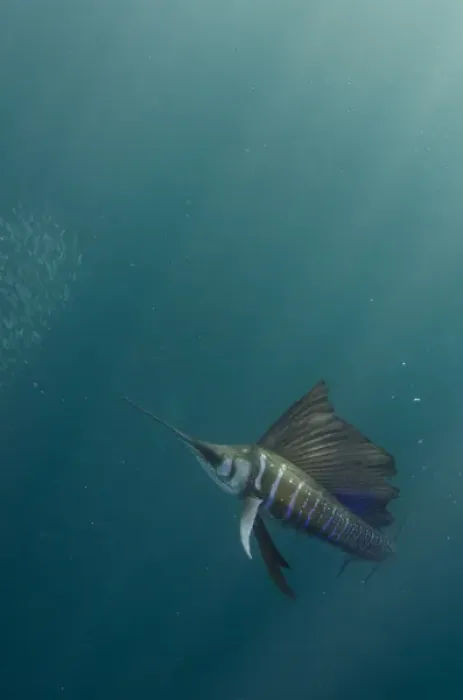 Framed Print : Sailfish (Istiophorus sp. ) & bronze whaler shark (Carcarhinus brachyurus) Feeding on sardines Framed Print : Sailfish (Istiophorus sp. ) & bronze whaler shark (Carcarhinus brachyurus) Feeding on sardines