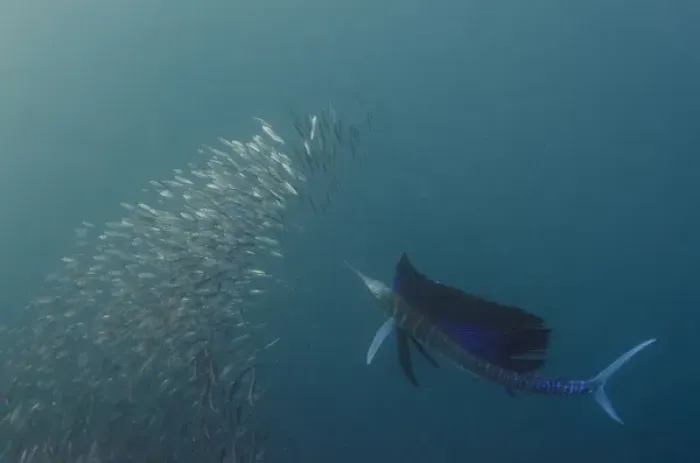 Framed Print : Sailfish (Istiophorus sp. ) Feeding on sardines (Sardinops sagax), Sardine run, Eastern Cape Framed Print : Sailfish (Istiophorus sp. ) Feeding on sardines (Sardinops sagax), Sardine run, Eastern Cape