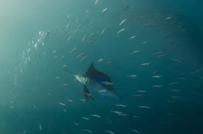 Framed Print : Sailfish (Istiophorus sp. ) Feeding on sardines (Sardinops sagax), Sardine run, Eastern Cape Framed Print : Sailfish (Istiophorus sp. ) Feeding on sardines (Sardinops sagax), Sardine run, Eastern Cape