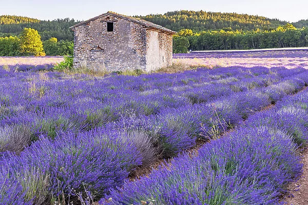 Saint-Christol, Vaucluse, Provence-Alpes-Cote d'Azur, France. Small stone building in a lavender field