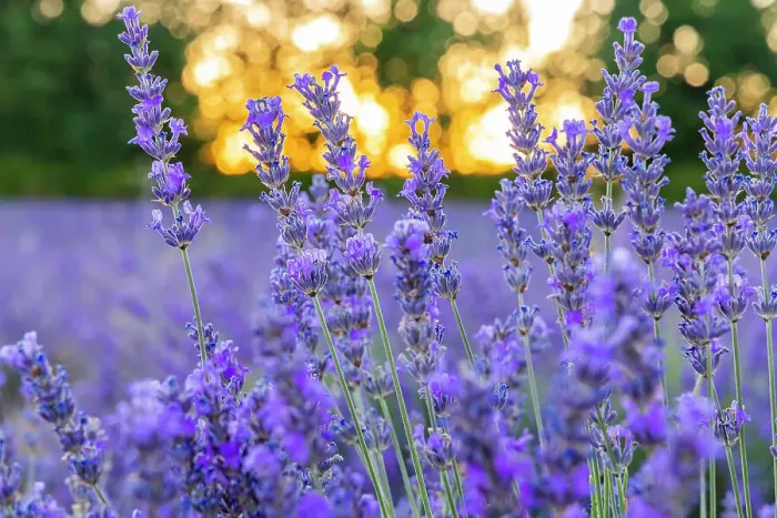Framed Print : Saint-Christol, Vaucluse, Provence-Alpes-Cote d'Azur, France. Close up of lavender growing in the south of France Framed Print : Saint-Christol, Vaucluse, Provence-Alpes-Cote d'Azur, France. Close up of lavender growing in the south of France