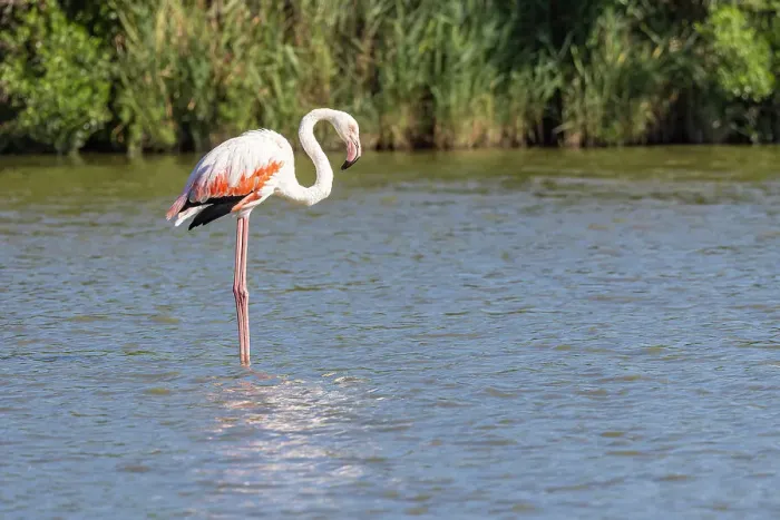 Framed Print : Saintes-Maries-de-la-Mer, Bouches-du-Rhone, Provence-Alpes-Cote d'Azur, France. Flamingo at the Ornithological Park of Pont de Gau