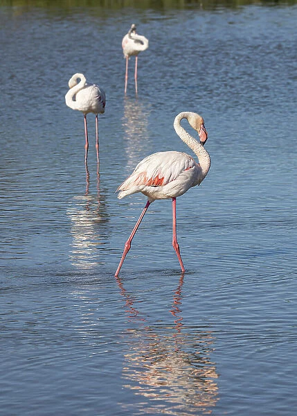 Saintes-Maries-de-la-Mer, Bouches-du-Rhone, Provence-Alpes-Cote d'Azur, France. Flamingos at the Ornithological Park of Pont de Gau