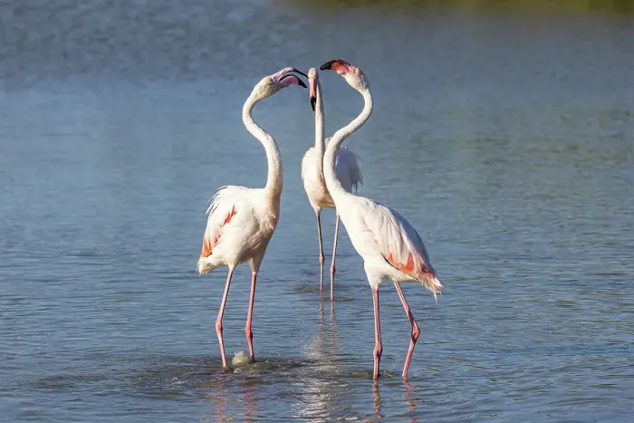 Framed Print : Saintes-Maries-de-la-Mer, Bouches-du-Rhone, Provence-Alpes-Cote d'Azur, France. Flamingos at the Ornithological Park of Pont de Gau Framed Print : Saintes-Maries-de-la-Mer, Bouches-du-Rhone, Provence-Alpes-Cote d'Azur, France. Flamingos at the Ornithological Park of Pont de Gau