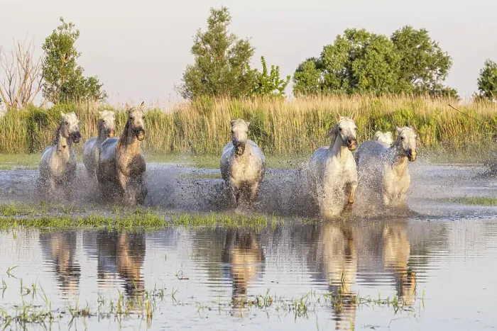 Framed Print : Saintes-Maries-de-la-Mer, Bouches-du-Rhone, Provence-Alpes-Cote d'Azur, France. Horses running through the marshes in the Camargue