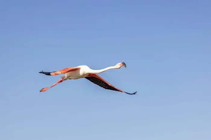 Framed Print : Saintes-Maries-de-la-Mer, Bouches-du-Rhone, Provence-Alpes-Cote d'Azur, France. Flamingo at the Ornithological Park of Pont de Gau