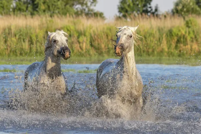 Framed Print : Saintes-Maries-de-la-Mer, Bouches-du-Rhone, Provence-Alpes-Cote d'Azur, France. Horses running through the marshes in the Camargue