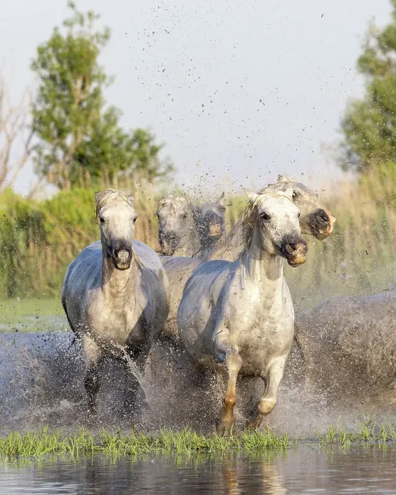 Framed Print : Saintes-Maries-de-la-Mer, Bouches-du-Rhone, Provence-Alpes-Cote d'Azur, France. Horses running through the marshes in the Camargue