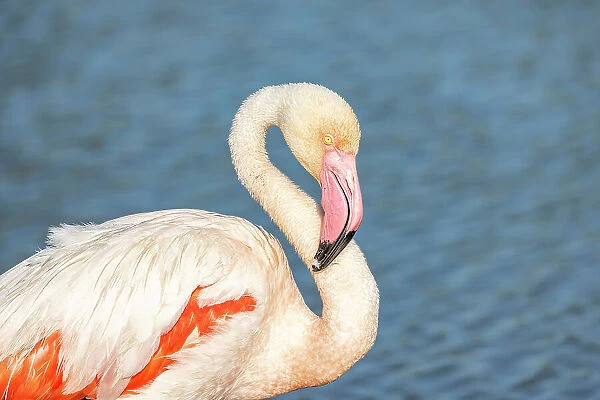 Saintes-Maries-de-la-Mer, Bouches-du-Rhone, Provence-Alpes-Cote d'Azur, France. Flamingo at the Ornithological Park of Pont de Gau
