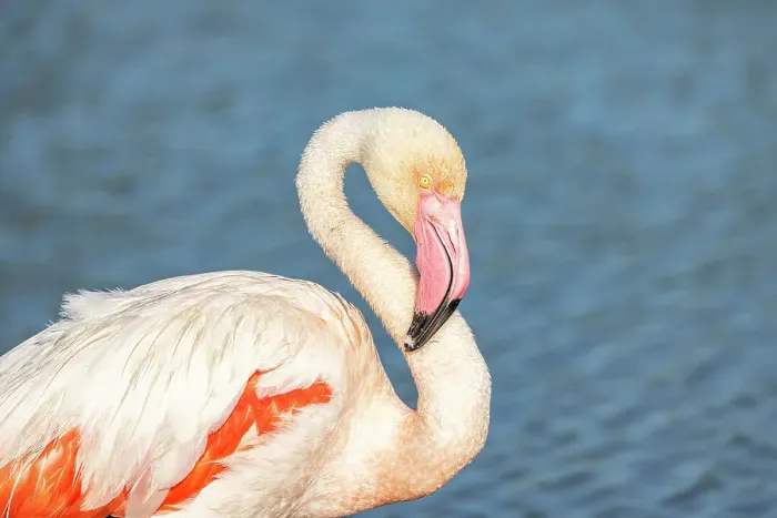 Framed Print : Saintes-Maries-de-la-Mer, Bouches-du-Rhone, Provence-Alpes-Cote d'Azur, France. Flamingo at the Ornithological Park of Pont de Gau Framed Print : Saintes-Maries-de-la-Mer, Bouches-du-Rhone, Provence-Alpes-Cote d'Azur, France. Flamingo at the Ornithological Park of Pont de Gau
