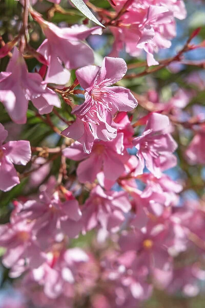 Saintes-Maries-de-la-Mer, Bouches-du-Rhone, Provence-Alpes-Cote d'Azur, France. Pink flowering tree in the south of France