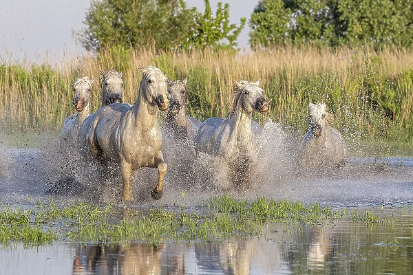 Saintes-Maries-de-la-Mer, Bouches-du-Rhone, Provence-Alpes-Cote d'Azur, France. Horses running through the marshes in the Camargue