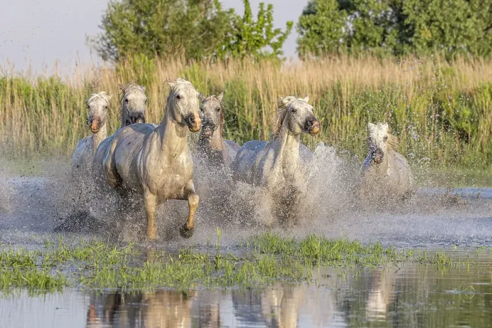 Framed Print : Saintes-Maries-de-la-Mer, Bouches-du-Rhone, Provence-Alpes-Cote d'Azur, France. Horses running through the marshes in the Camargue