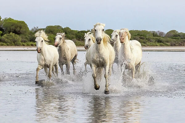 Saintes-Maries-de-la-Mer, Bouches-du-Rhone, Provence-Alpes-Cote d'Azur, France. Herd of horses running through the marshes of the Camargue