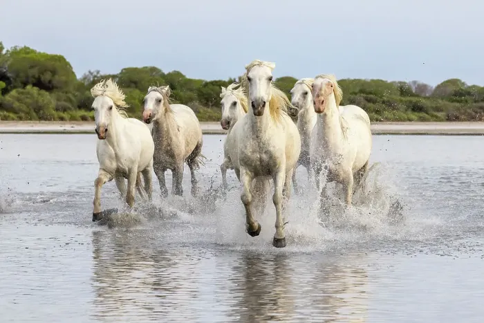 Framed Print : Saintes-Maries-de-la-Mer, Bouches-du-Rhone, Provence-Alpes-Cote d'Azur, France. Herd of horses running through the marshes of the Camargue