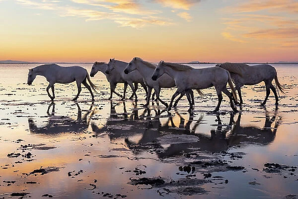 Saintes-Maries-de-la-Mer, Bouches-du-Rhone, Provence-Alpes-Cote d'Azur, France. Herd of Camargue horses in the marshes at dawn