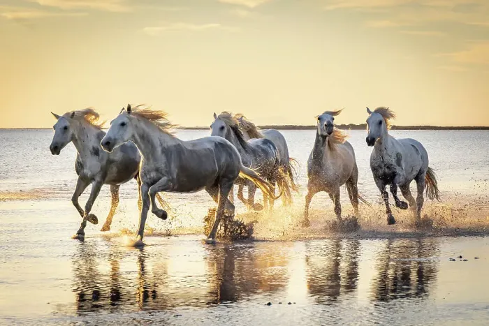 Framed Print : Saintes-Maries-de-la-Mer, Bouches-du-Rhone, Provence-Alpes-Cote d'Azur, France. Camargue horses running through water at sunrise Framed Print : Saintes-Maries-de-la-Mer, Bouches-du-Rhone, Provence-Alpes-Cote d'Azur, France. Camargue horses running through water at sunrise