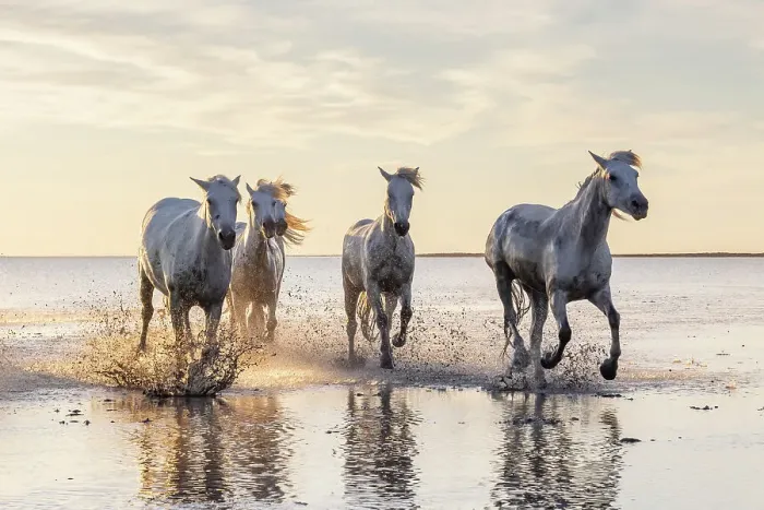 Framed Print : Saintes-Maries-de-la-Mer, Bouches-du-Rhone, Provence-Alpes-Cote d'Azur, France. Camargue horses running through water at sunrise