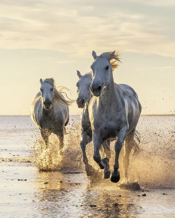 Framed Print : Saintes-Maries-de-la-Mer, Bouches-du-Rhone, Provence-Alpes-Cote d'Azur, France. Camargue horses running through water at sunrise