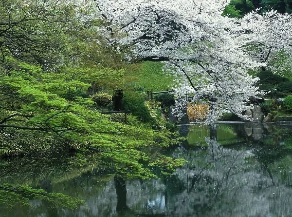 Sakura, Koishikawa Koraku-en Garden, Tokyo, Japan