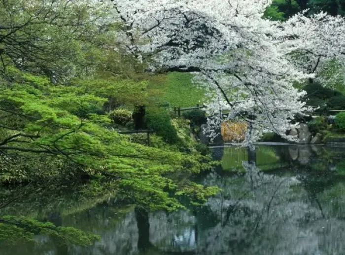 Framed Print : Sakura, Koishikawa Koraku-en Garden, Tokyo, Japan Framed Print : Sakura, Koishikawa Koraku-en Garden, Tokyo, Japan