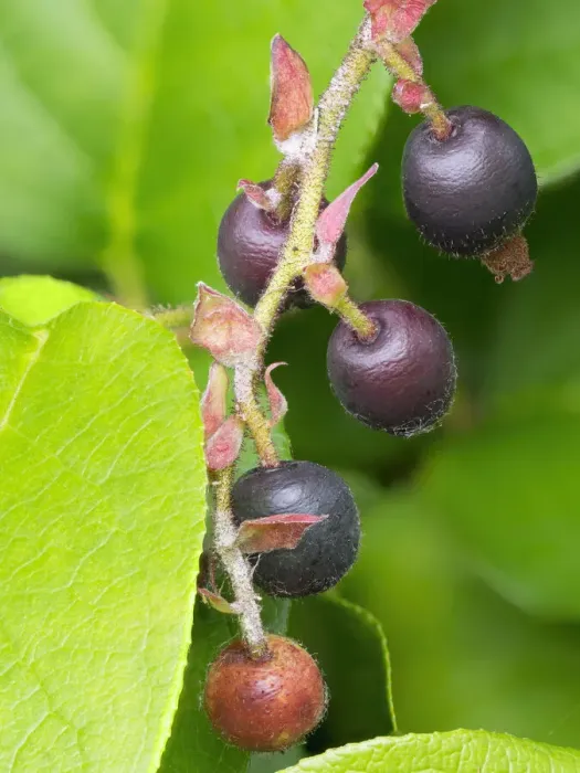 Framed Print : Salal berries