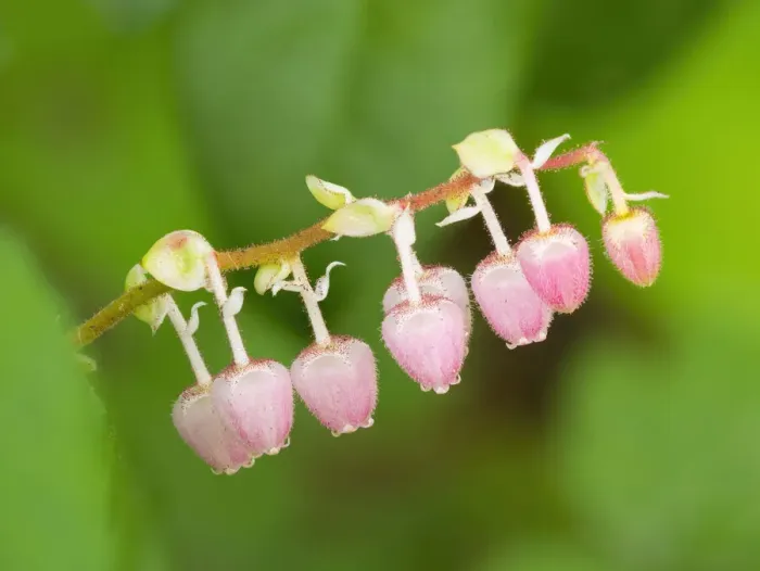 Framed Print : Salal flowers