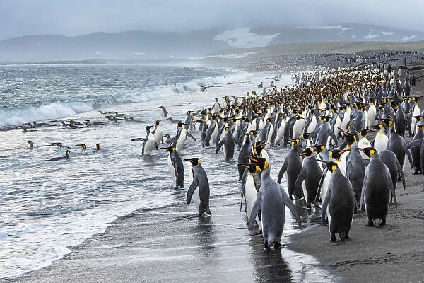 Salisbury Plain, South Georgia Island. King penguins heading out to bathe