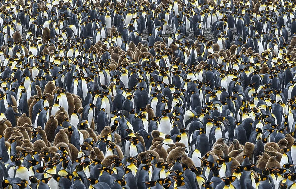 Salisbury Plain, South Georgia Island. Dense king penguin colony