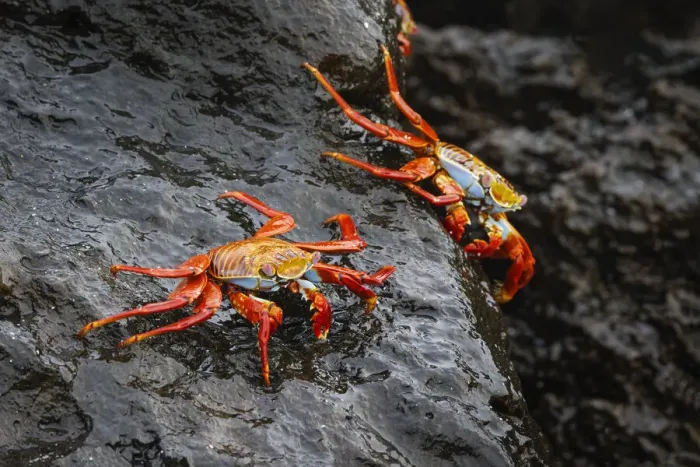 Framed Print : Sally lightfoot crab. Espanola Island, Galapagos Islands, Ecuador Framed Print : Sally lightfoot crab. Espanola Island, Galapagos Islands, Ecuador