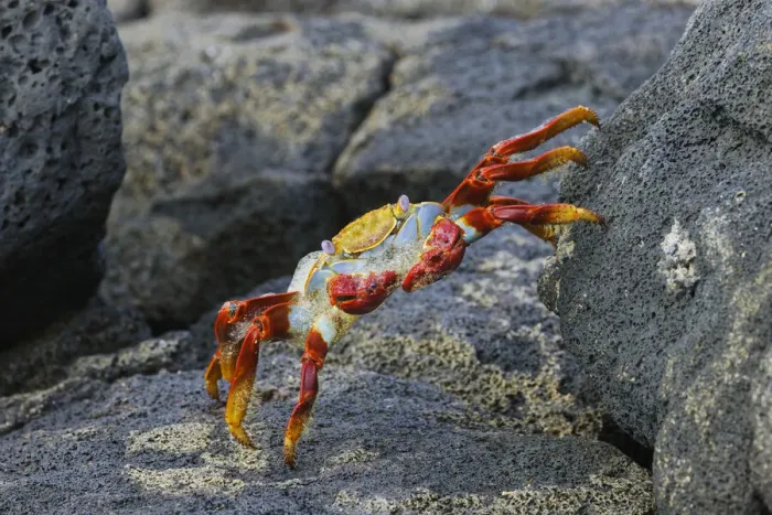 Framed Print : Sally lightfoot crab. Floreana Island, Galapagos Islands, Ecuador Framed Print : Sally lightfoot crab. Floreana Island, Galapagos Islands, Ecuador