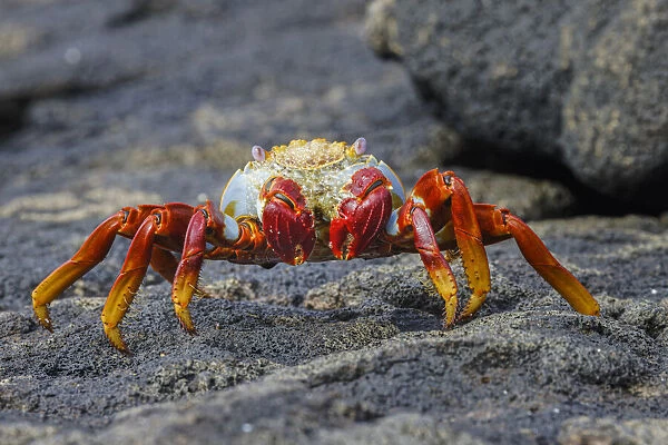 Sally lightfoot crab. Floreana Island, Galapagos Islands, Ecuador